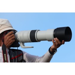 Canon RF 200-800mm f/6.3-9.0 IS USM | Canon lens | Foto-Groep