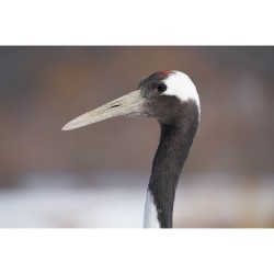 "Sony FE 100-400mm f/4.5–5.6 GM OSS - Sony | Foto-Groep"