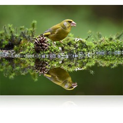 Nikon NIKKOR AF-S 200-500mm f/5.6E ED VR - Bestel bij Foto-Groep