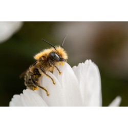 Laowa 90mm f/2.8 2x Ultra-Macro APO (Canon RF) - Laowa | Foto-Groep