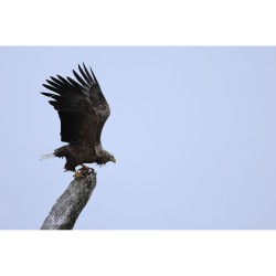 Canon RF 100-400mm f5.6-8 IS USM  (verhuur)