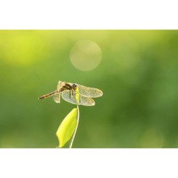 "Sigma 105mm f/2.8 DG DN Macro (A) E-Mount - Koop bij Foto-Groep"