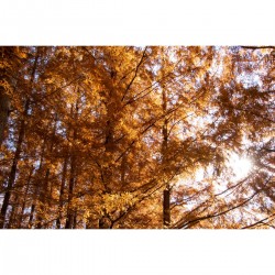 Hoya 72.0mm Fog NO0.5 - Hoogwaardige fotografie filters