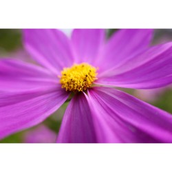"Panasonic LUMIX S5D S 28-200mm f/4-7.1 | Foto-Groep"