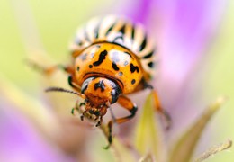 Insecten fotograferen in mei