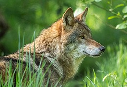 Excursieverslag Workshop Wolf & Lynx