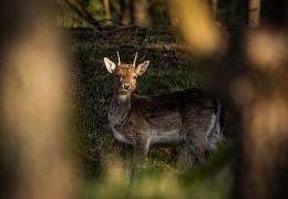 Wildlife Fotografie: Een Gids voor Succesvolle Opnames in de Natuur