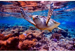 Duiken in de Wereld van Onderwaterfotografie: Een Complete Gids