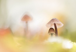 Tips paddenstoelen fotograferen / Workshop