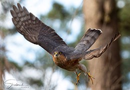 Vogels in Focus