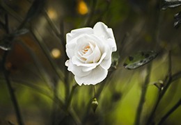 Tips voor het fotograferen van bloemen