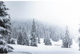 Winter in Noord-Nederland: Een Magische Witte Wereld