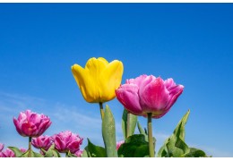 Tulpenseizoen gaat van start