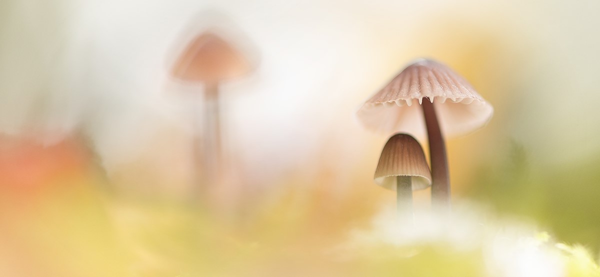 De beste methode om met macrofotografie paddenstoelen + herfsttaferelen te fotograferen!