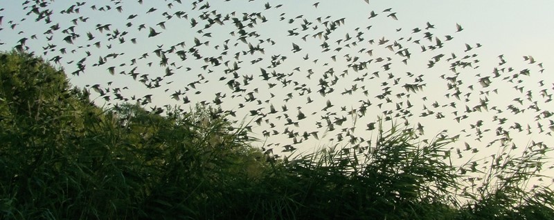 Met welk teleobjectief leg je de najaarstrek van vogels mooi vast?