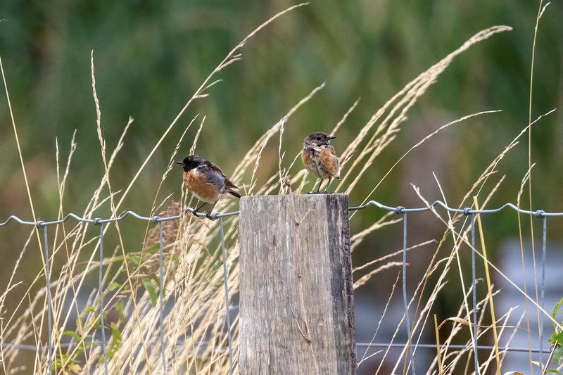 Tips voor Canon R7 vogelfotografie instellingen