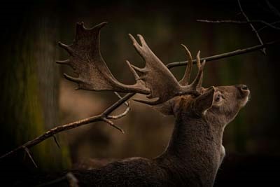 Beste objectieven voor natuurfotografie in 2026