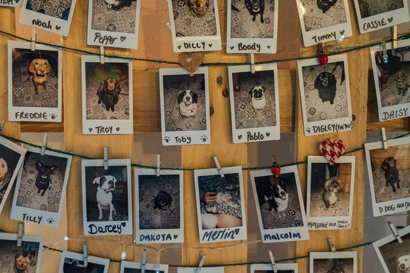 Hoe fotografeer je je huisdier?