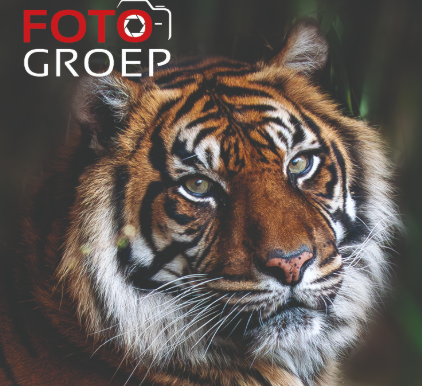 Workshop Wildlife Fotografie: Ouwehands Dierenpark in Rhenen - Ochtend Datum: 14 augustus 2026