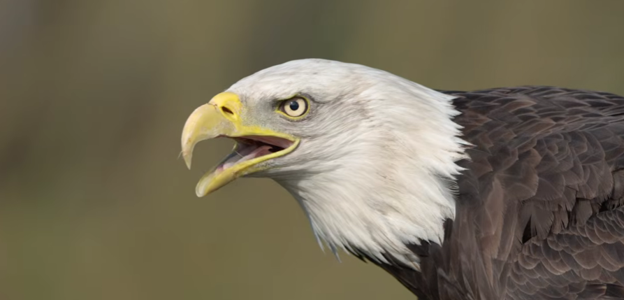 Roofvogelfotografie met de Sony A7 V!